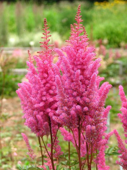 Астильба Арендса Gloria Purpurea (1 шт) - 1