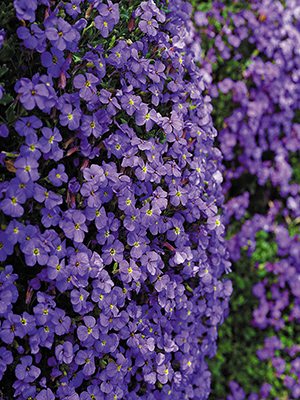 Обриета гибридная Cascade Purple (0,1 г) - 1