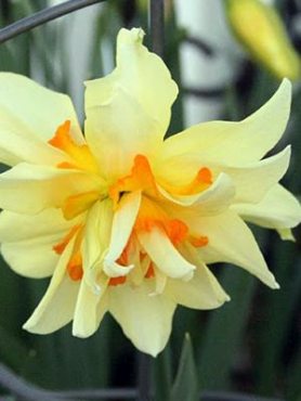 Нарциси Махрові Flower Drift 10/12 (3 шт)