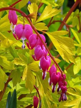 Дицентра великолепная Yellow Leaf (1 шт)