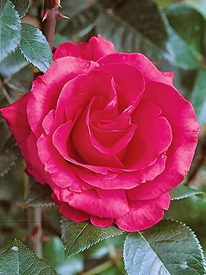 Роза чайно-гибридная Lancome (1 шт) - 1