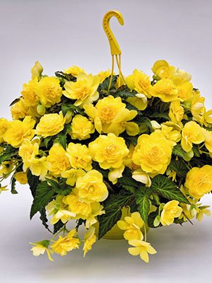 Бегонія бульбова Nonstop Joy Yellow (6 шт) - 1
