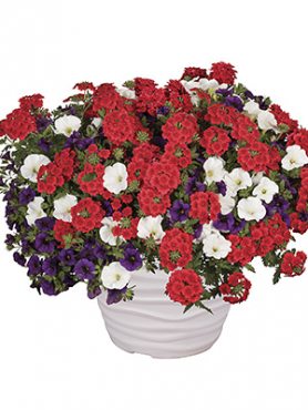 Набор  Confetti Garden Patriot (1 шт)