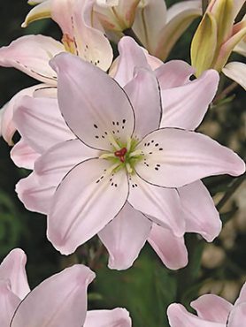 Азиатские гибриды Spring Pink 12/14 (1 шт)