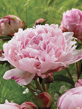 Пион молочноцветковый Sarah Bernhardt Unique (1 шт)