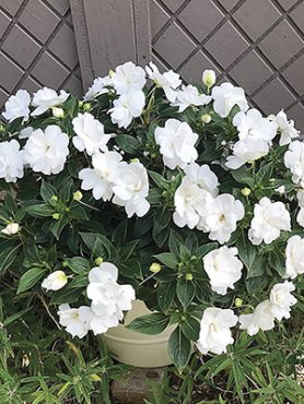 Бальзамин новогвинейский Wild Romance Double White (3 шт)