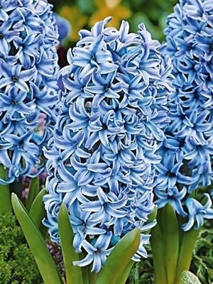 Гіацинт садовий Blue Star 15/16 (100 шт) - 1