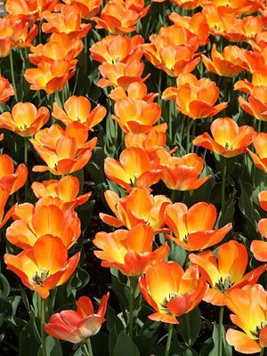 Тюльпаны Триумф King's Orange 11/12 (100 шт) - 1