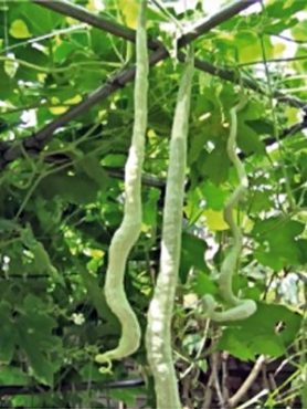 Гарбуз пляшкова Snake (20 шт)