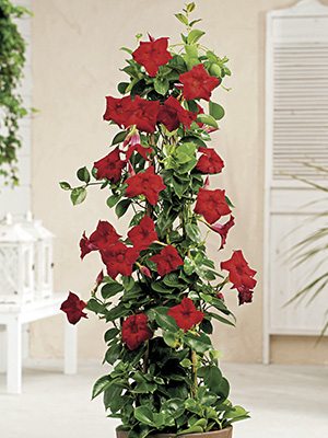 Дипладения Bloom Bells Red (1 шт) осінь