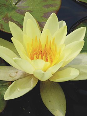 Кувшинка (нимфея) Marliacea Chromatella (1 шт)