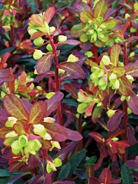 Молочай мигдалевидний Purpurea (1 шт)