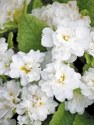 Примула обыкновенная Petticoat White F1 (3 шт) - 1