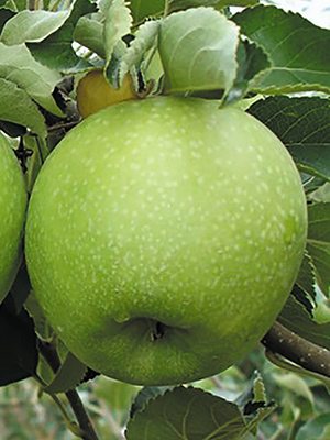 Яблоня Гренни Смит (1 шт) - 1