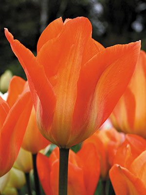 Тюльпаны Фостера Orange Emperor 10/11 (3 шт) - 1