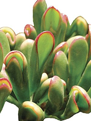 Толстянка овальная Horntree Tricolor (1 шт) - 1