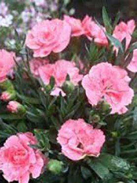 Гвоздика садовая Oskar Pink (Р12) (1 шт)
