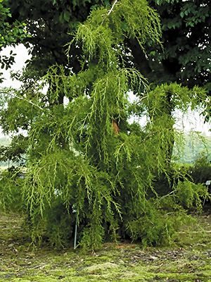 Можжевельник виргинский Pendula (1 шт) - 1