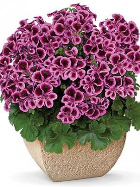 Пеларгония виолоцветная Angeleyes Blueberry (1 шт)