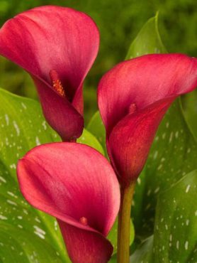 Калла Royal Valentine 14/16 (1 шт)