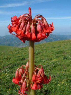 Примула Максимовича, ярко-красная (10 шт)