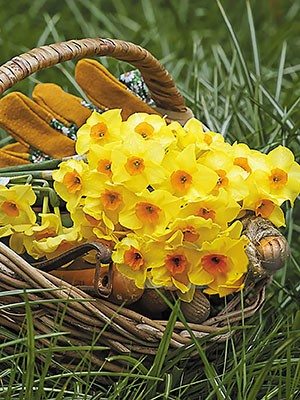 Нарциссы жонкиллиевые Martinette 10/12 (100 шт) - 1