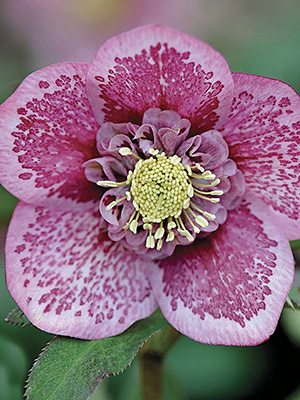 Морозник восточный Pink Blotched (1 шт) - 1