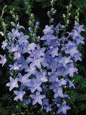 Колокольчик пирамидальный Lavender Blue (1 шт)