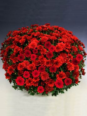 Хризантема дрібноквіткова низькоросла Branchili (3 шт)