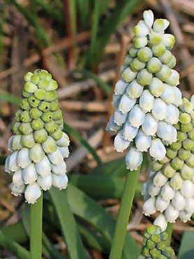 Мускари армянский Ester 7/8 (100 шт)