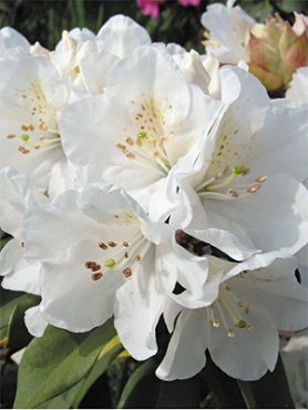 Рододендрон тупой Mary Helen (1 шт)
