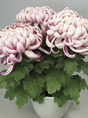 Хризантема срезочная Vienna Pink (3 шт) - 1