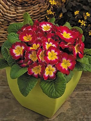Примула Danessa Rose Bicolor F1 (3 шт) - 1