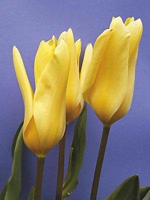 Тюльпаны Фостера Yellow Empress 11/12 (3 шт) - 1