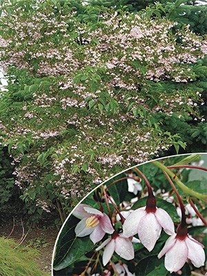 Стіракс японський Pink Chimes - 1