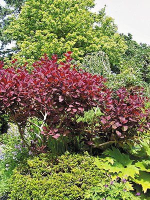 Скумпія шкіряна Foliis Purpureis (1 шт) - 1