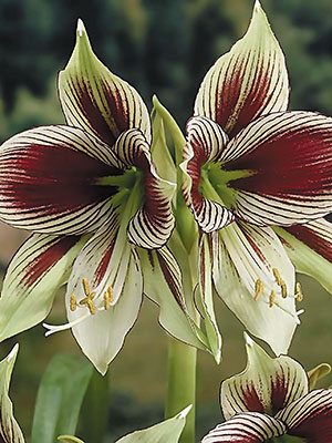 Гиппеаструм гибридный Papilio (1 шт) - 1