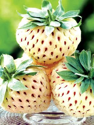 Ананасная ягода Pineberry (в горшках) (3 шт) - 1