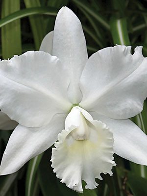 Каттлея Hawaiian Wedding Song Virgin (1 шт) - 1