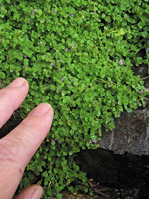 Мята корсиканская Mini Mint (6 шт) - 1
