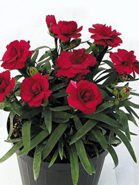 Гвоздика садовая Oskar Dark Red (Р12) (1 шт)