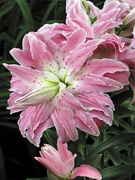 Лилия (Восточные гибриды) Lotus Elegance 12/14 (1 шт)