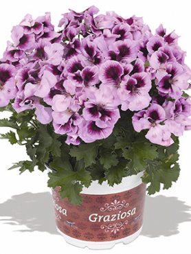 Пеларгония королевская Piccola Lavender Picotee (1 шт)