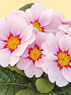 Примула звичайна Fruelo Appleblossom F1 (3 шт)