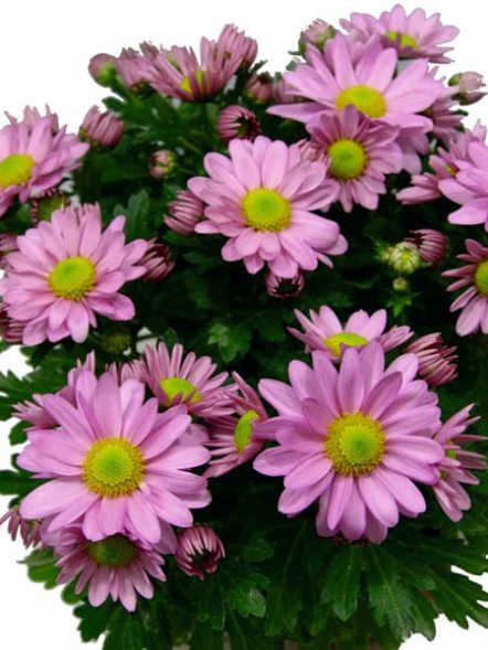 Хризантема горшечная Pemba Pink (9 шт) - 1