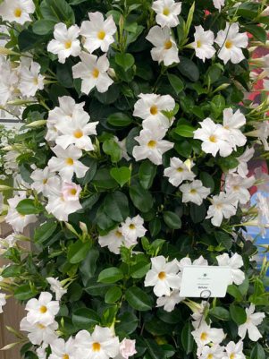 Дипладения Bbrasileira White (1 шт)