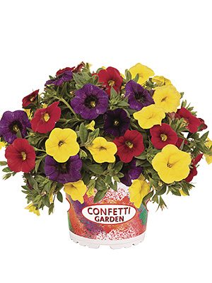 Набор  Confetti Garden Hawaiian Hilo 2020 (1 шт)