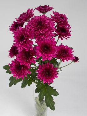 Хризантема зрізна Adana Purple (9 шт) - 1