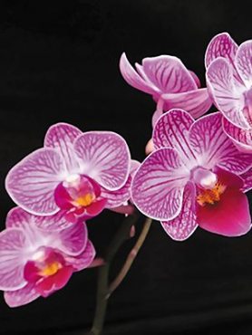 Фаленопсис гибридный Fairy Zhi Nu (1 шт)