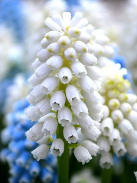 Мускари армянский White Magic 6/7 (5 шт)